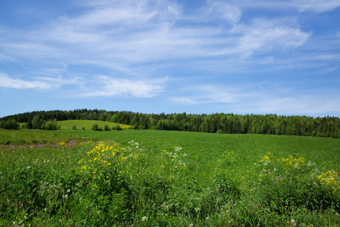 Летнее поле