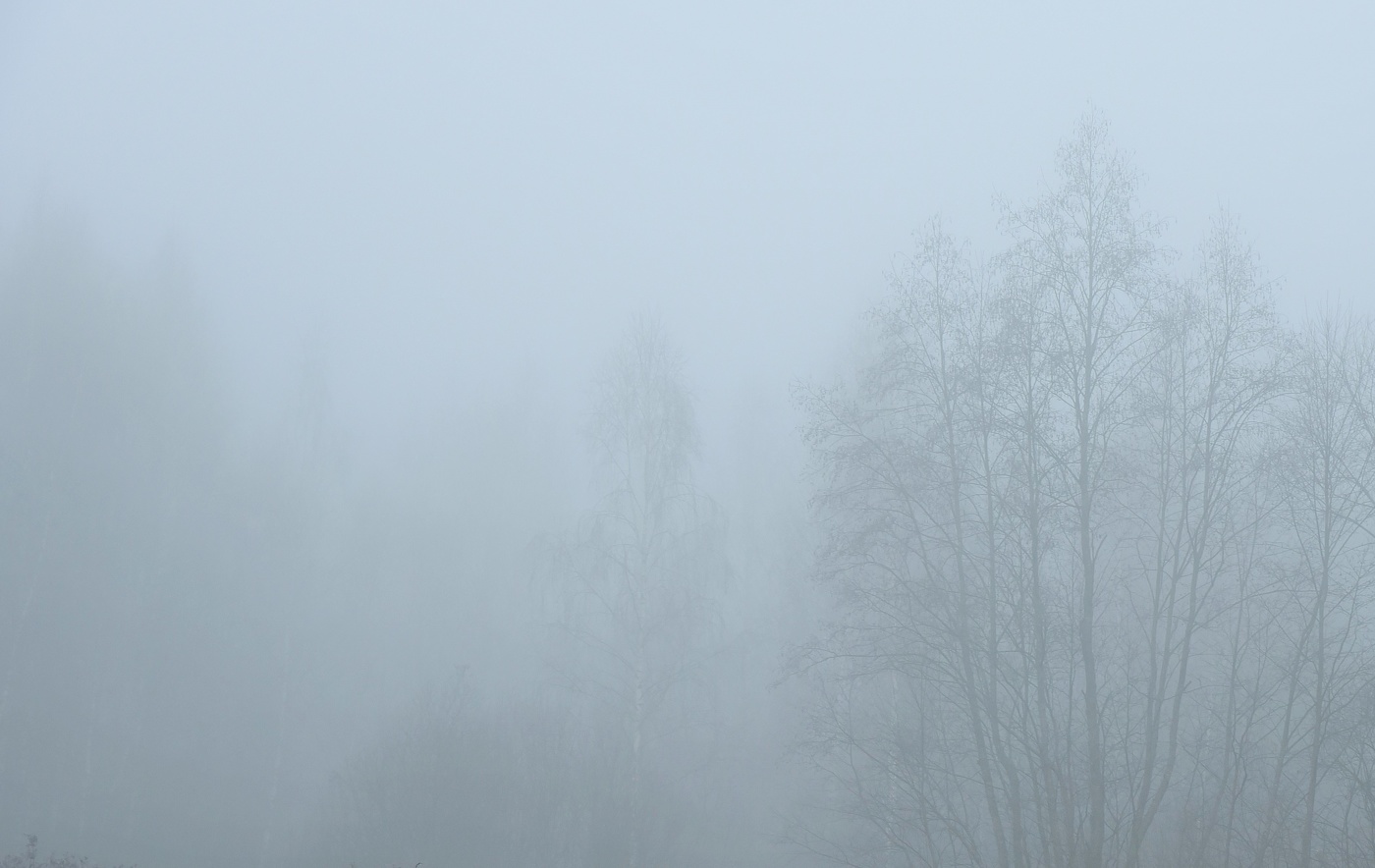 "Туман сгущался вокруг ежика. Деревья, как мачты, тонули во мгле..."