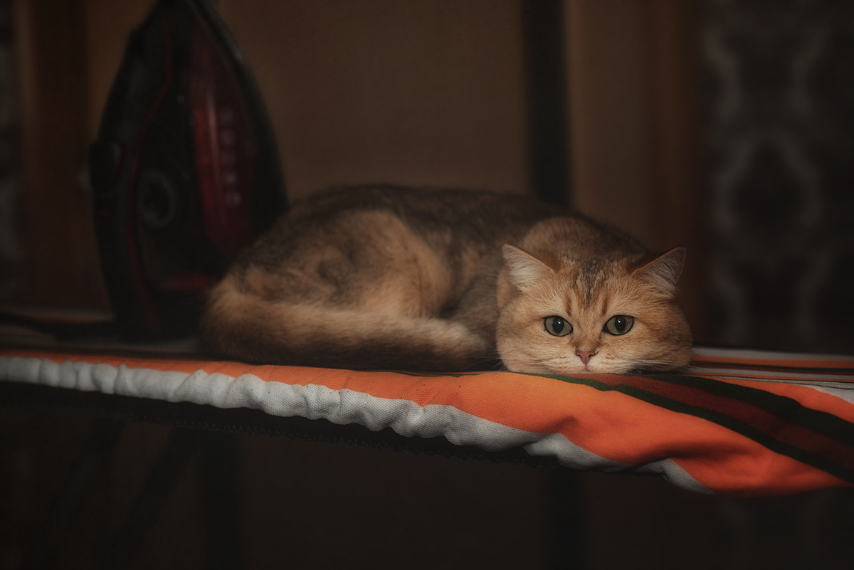 ..И меня погладьте тоже...