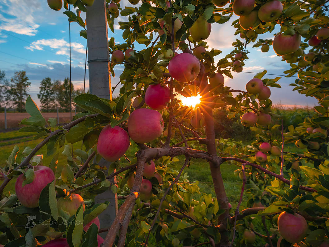 Летние яблоки