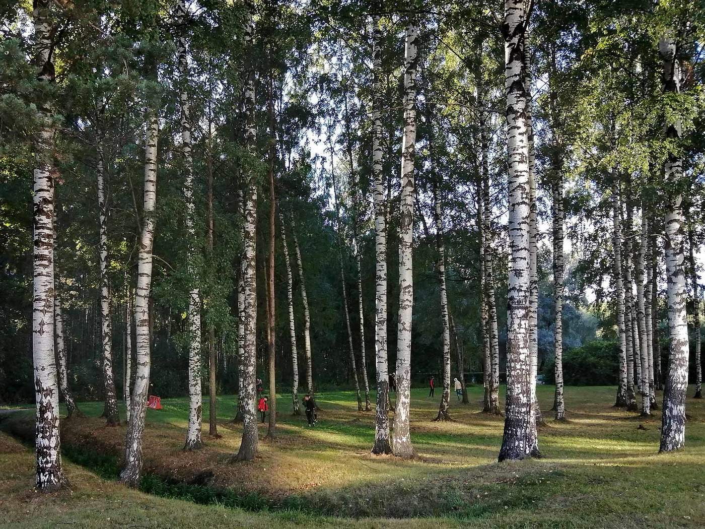 Березовая роща