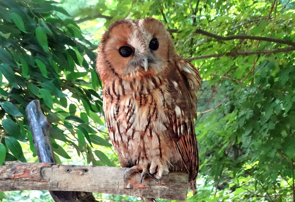 Сова неясыть