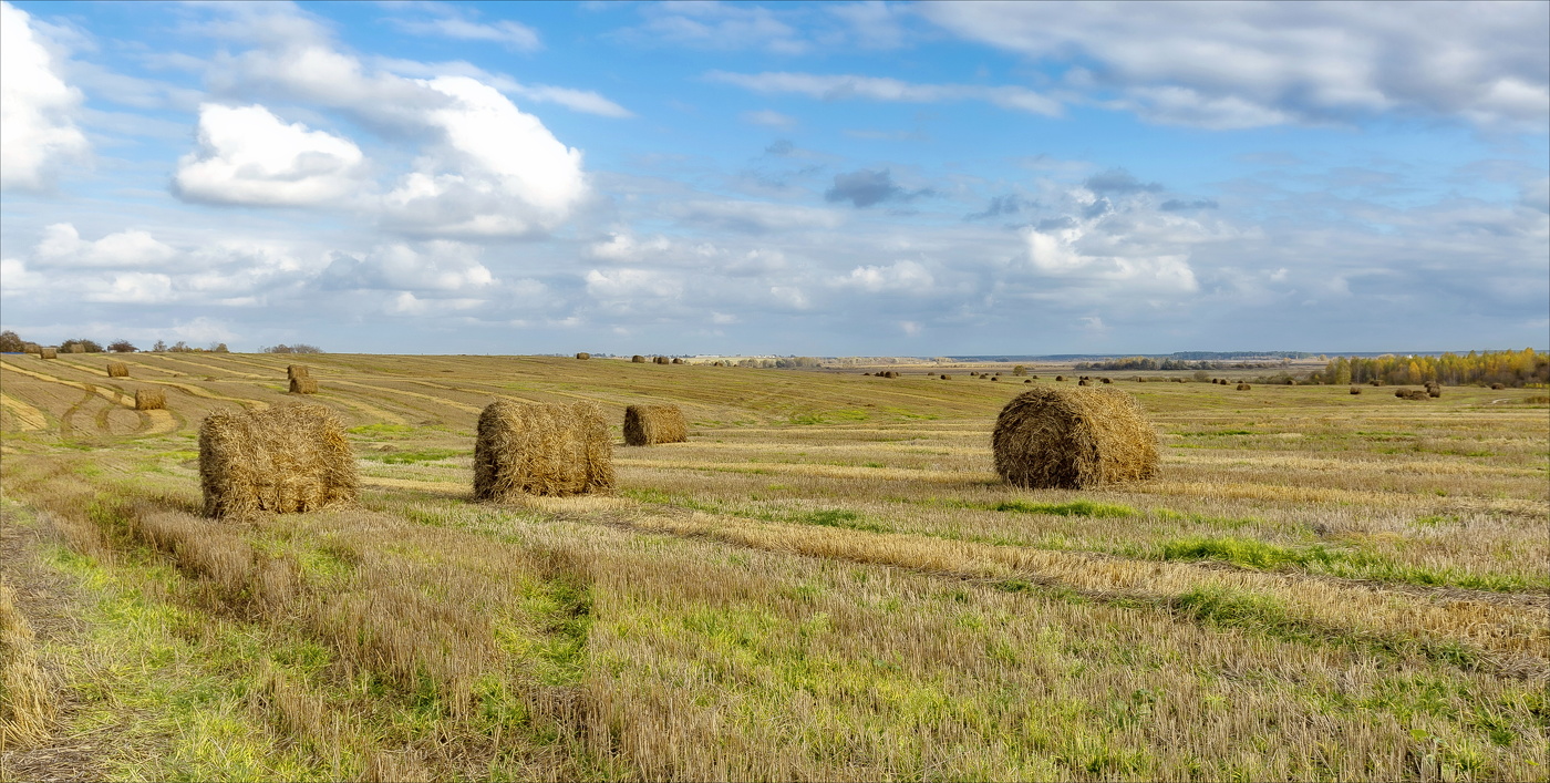 Уже не слышен запах хлеба...