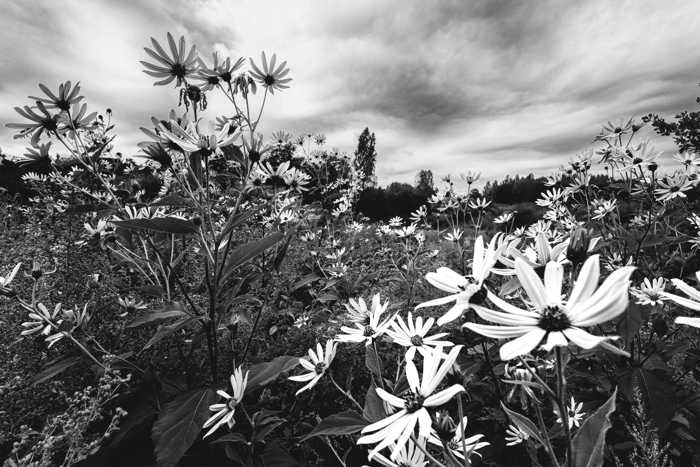 Жизнь вокруг