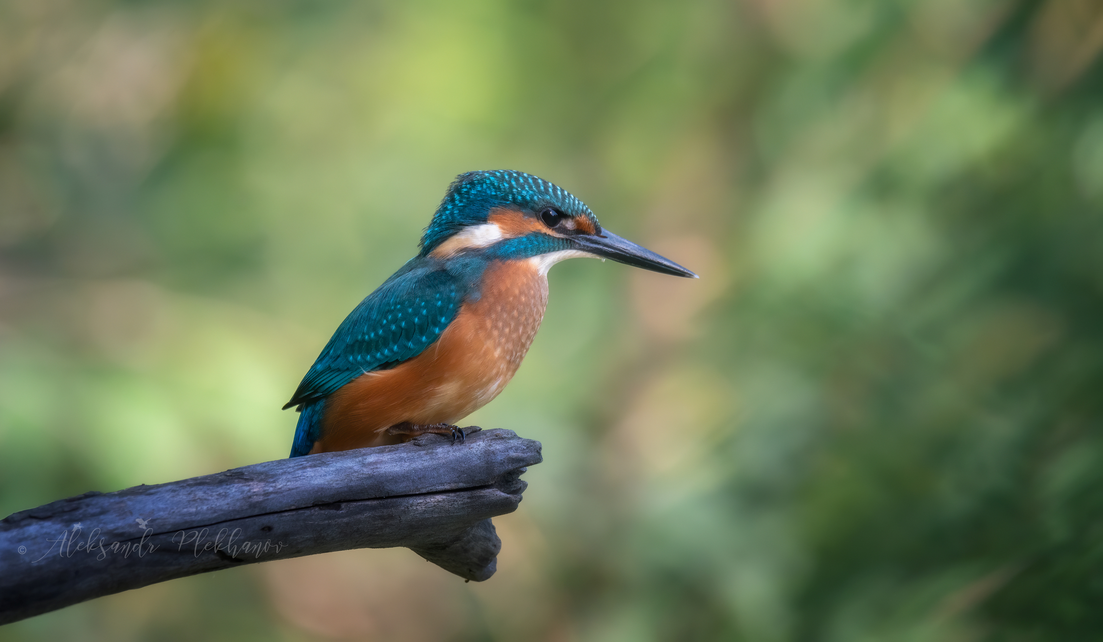 Зимородок прилетел