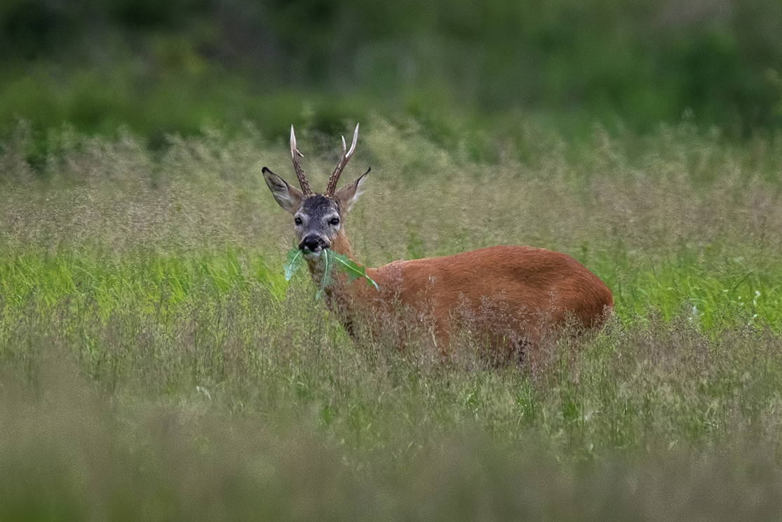 Ужин в высокой траве