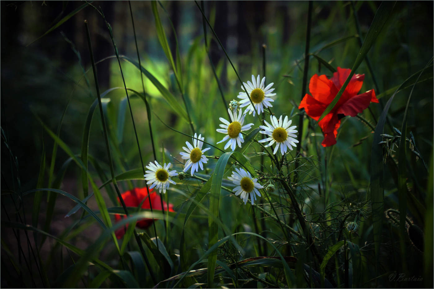 Летними тропинками