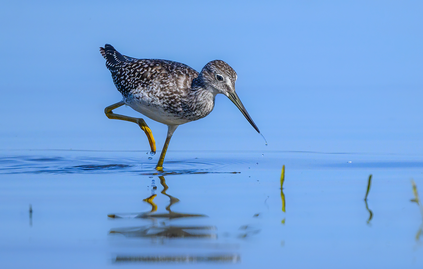 The greater yellowlegs
