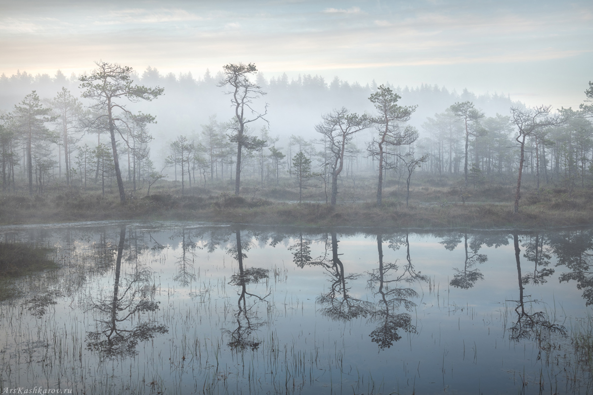 "Болотные сосны"