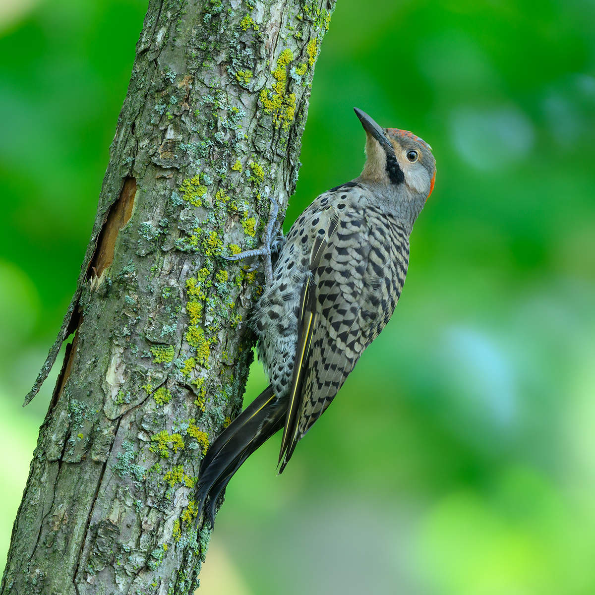 Northern flicker