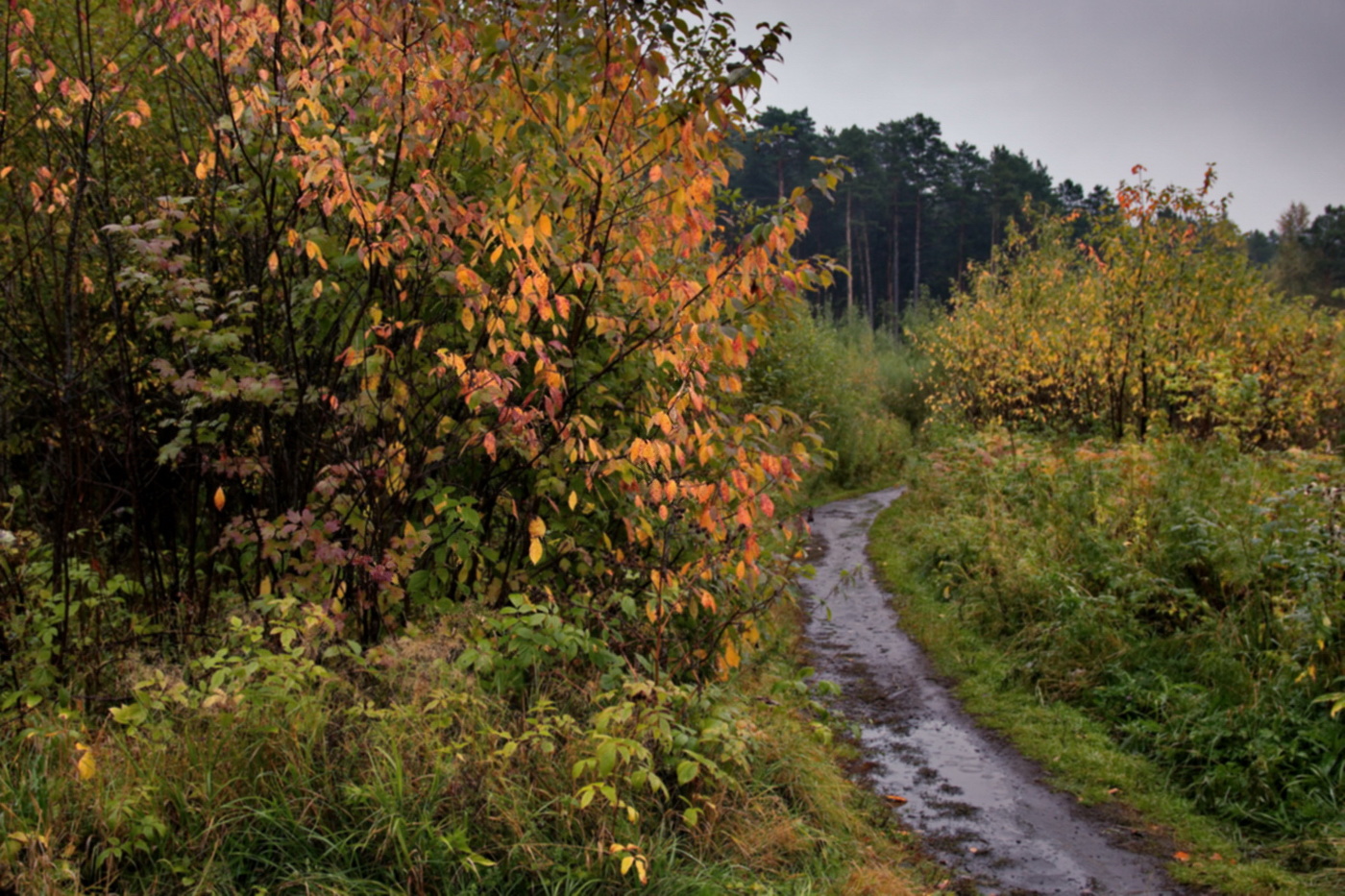 **Дождливо.*