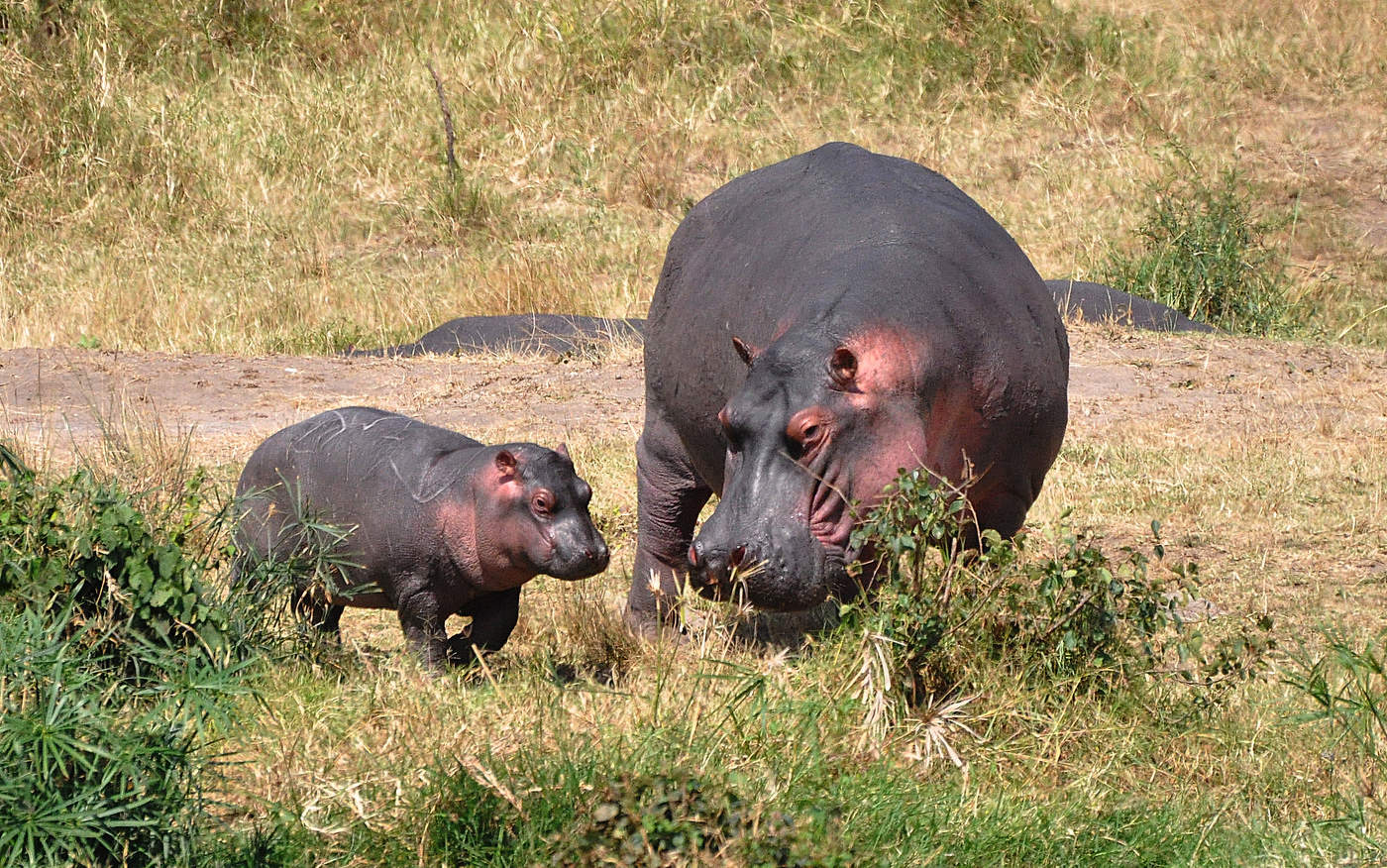 Кроха сын к отцу пришел...