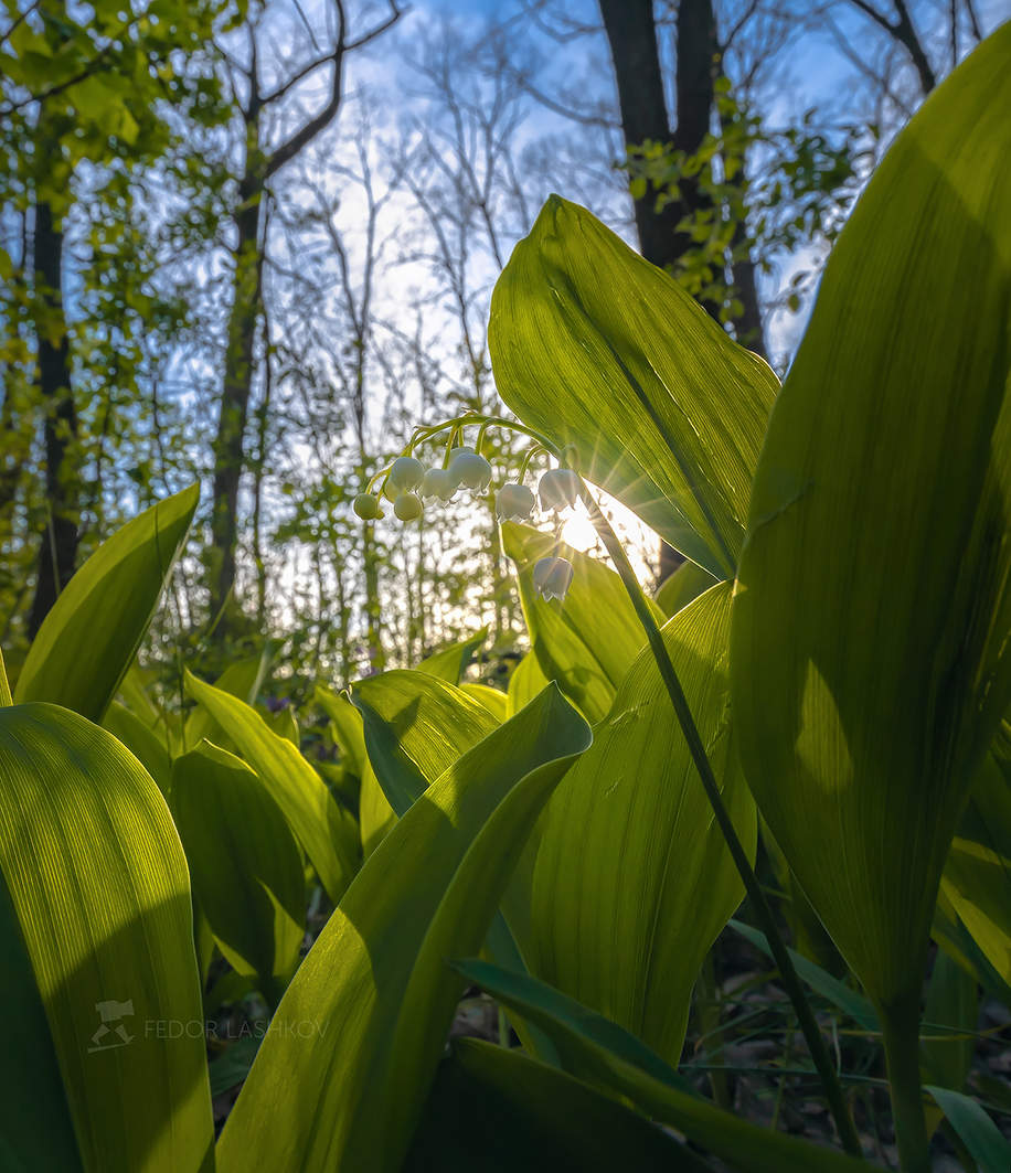 Ландыш майский