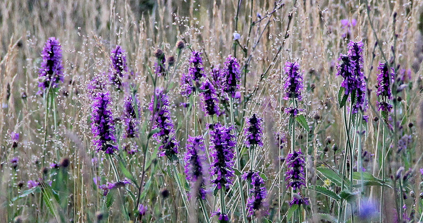 Луговые цветы!