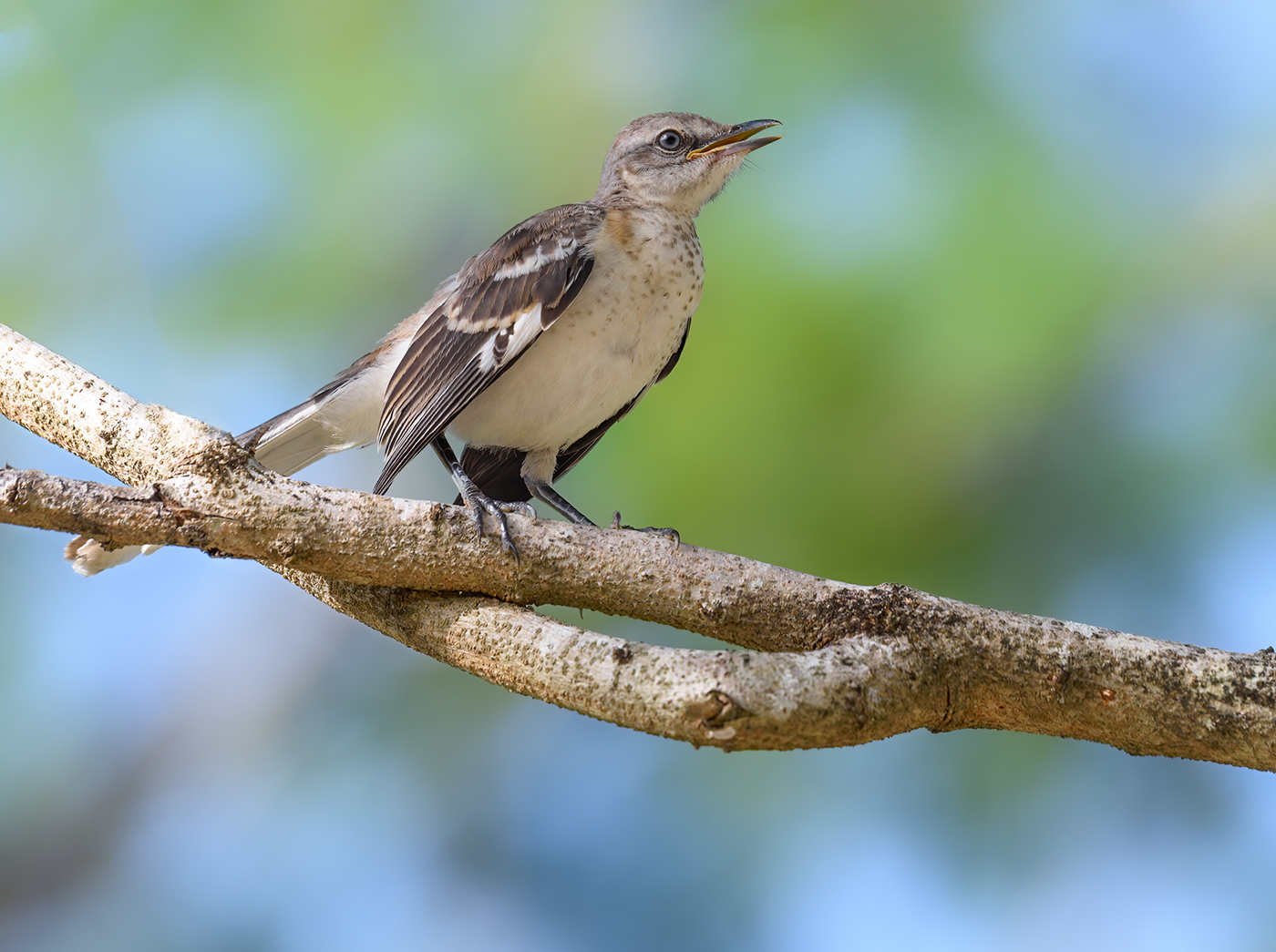 Northern Mockingbird (juvenile)