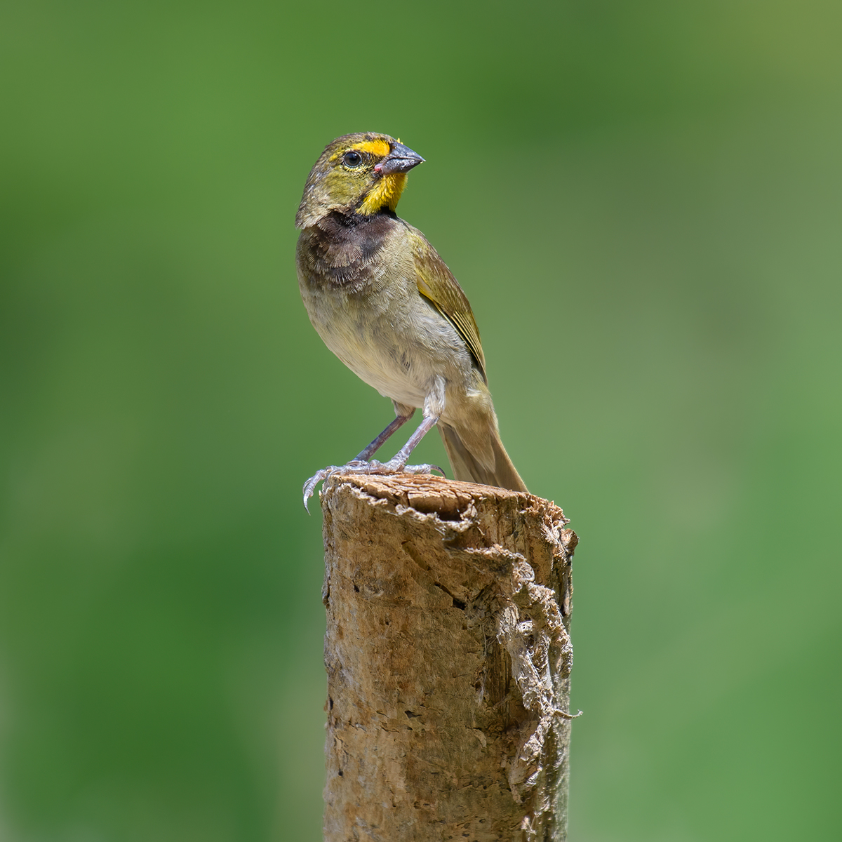 Yellow-faced grassquit (male)