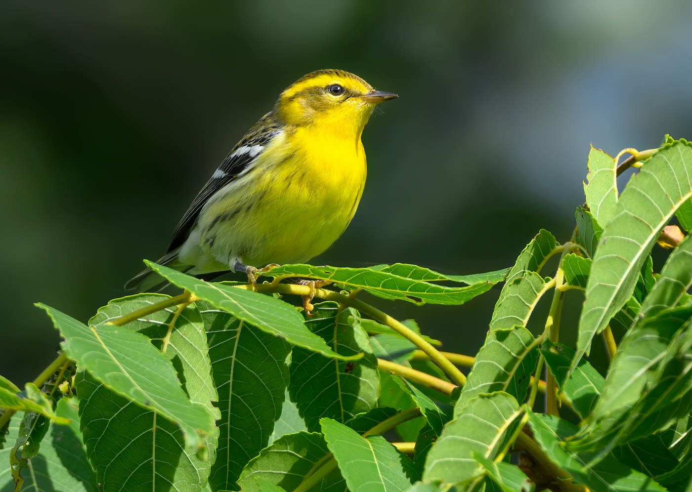 Blackburnian warbler (female-immature male)