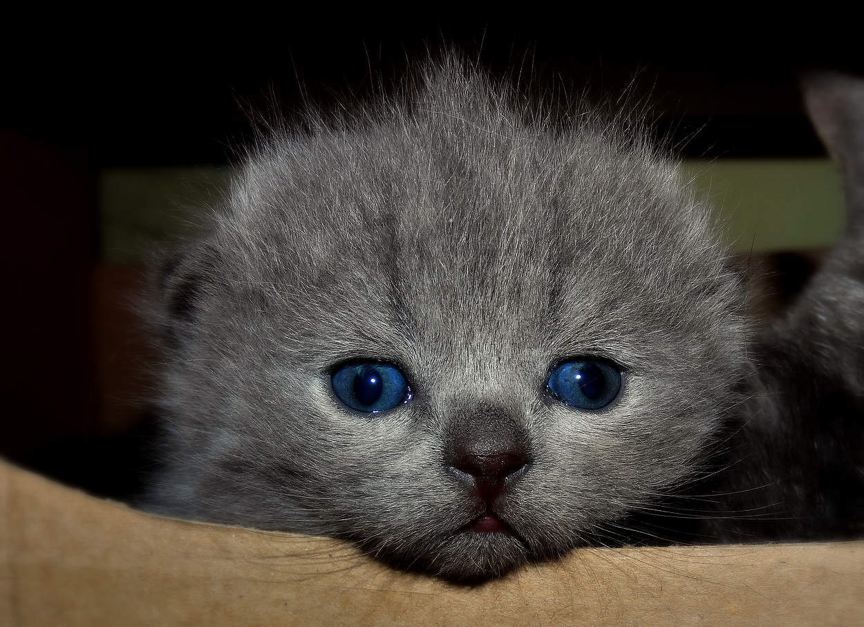 Вислоухий и голубоглазый