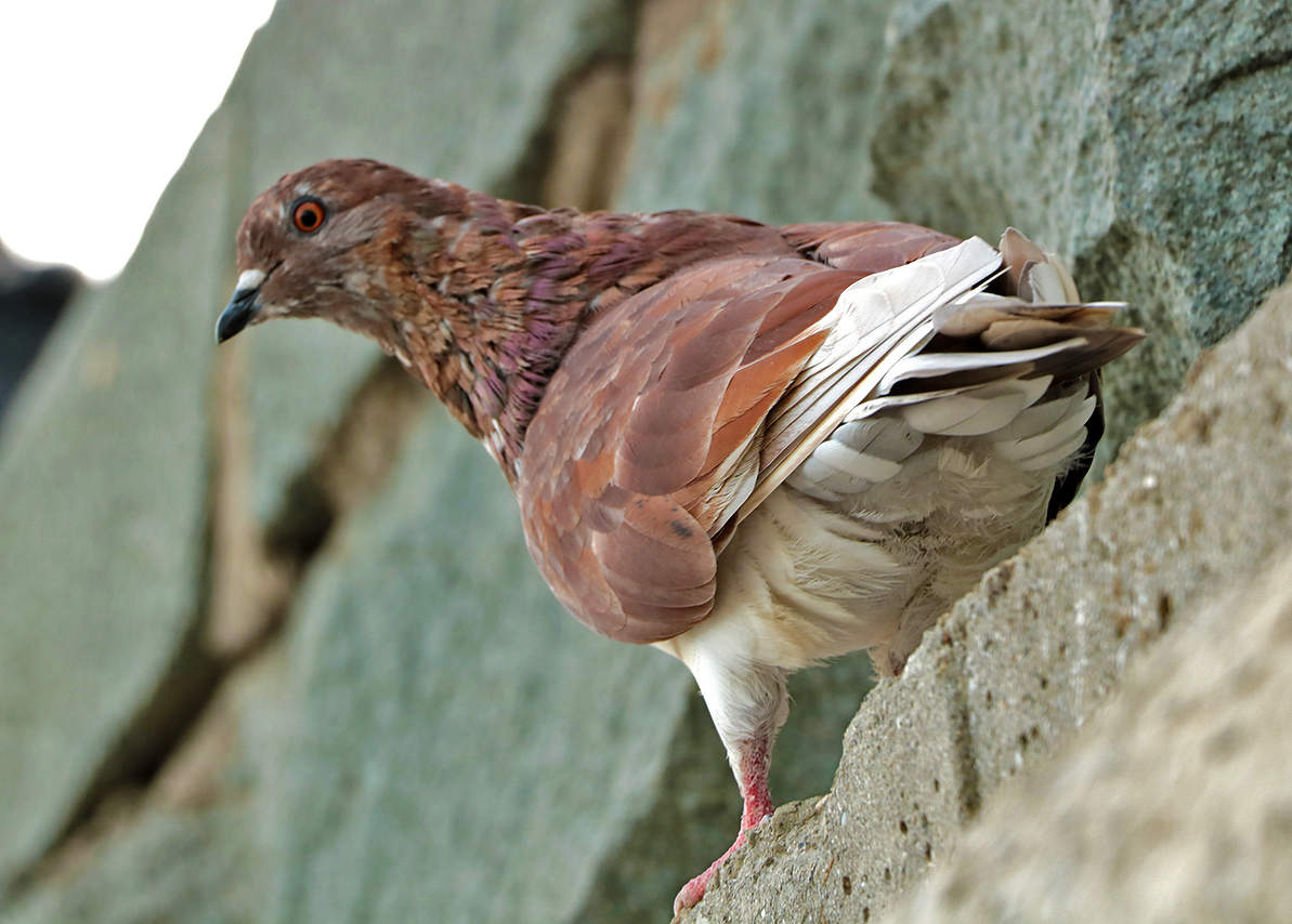 Ялтинский красавчик