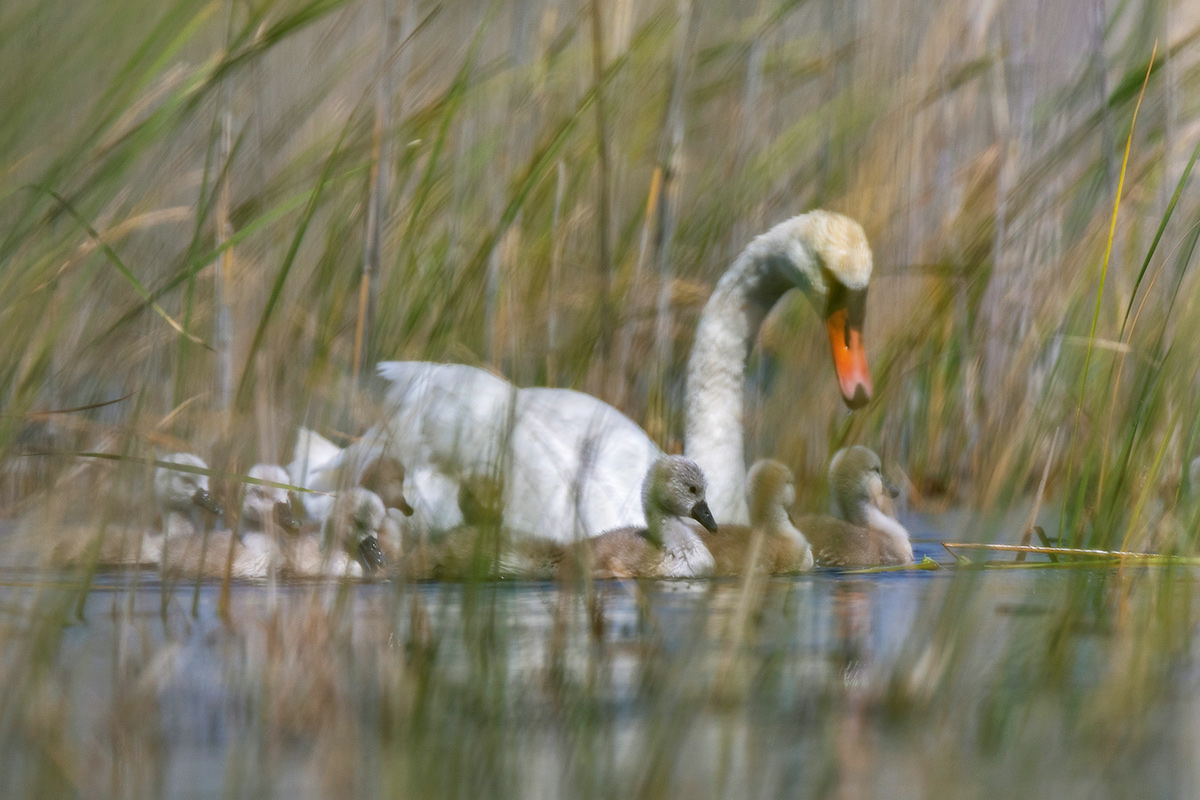 В зарослях чакана