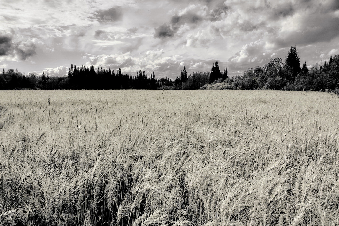 *Ржаное поле.**