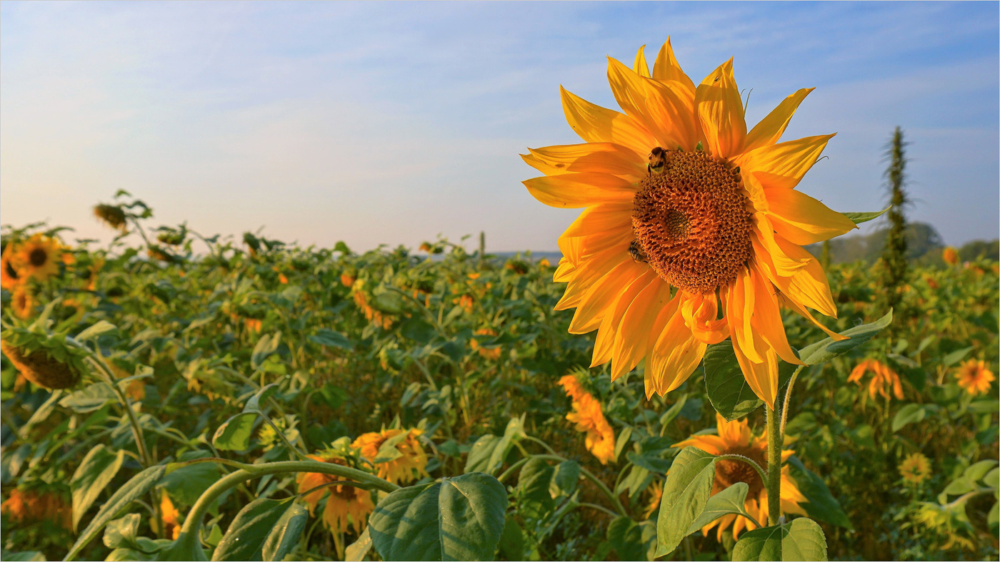 Утро с подсолнухами