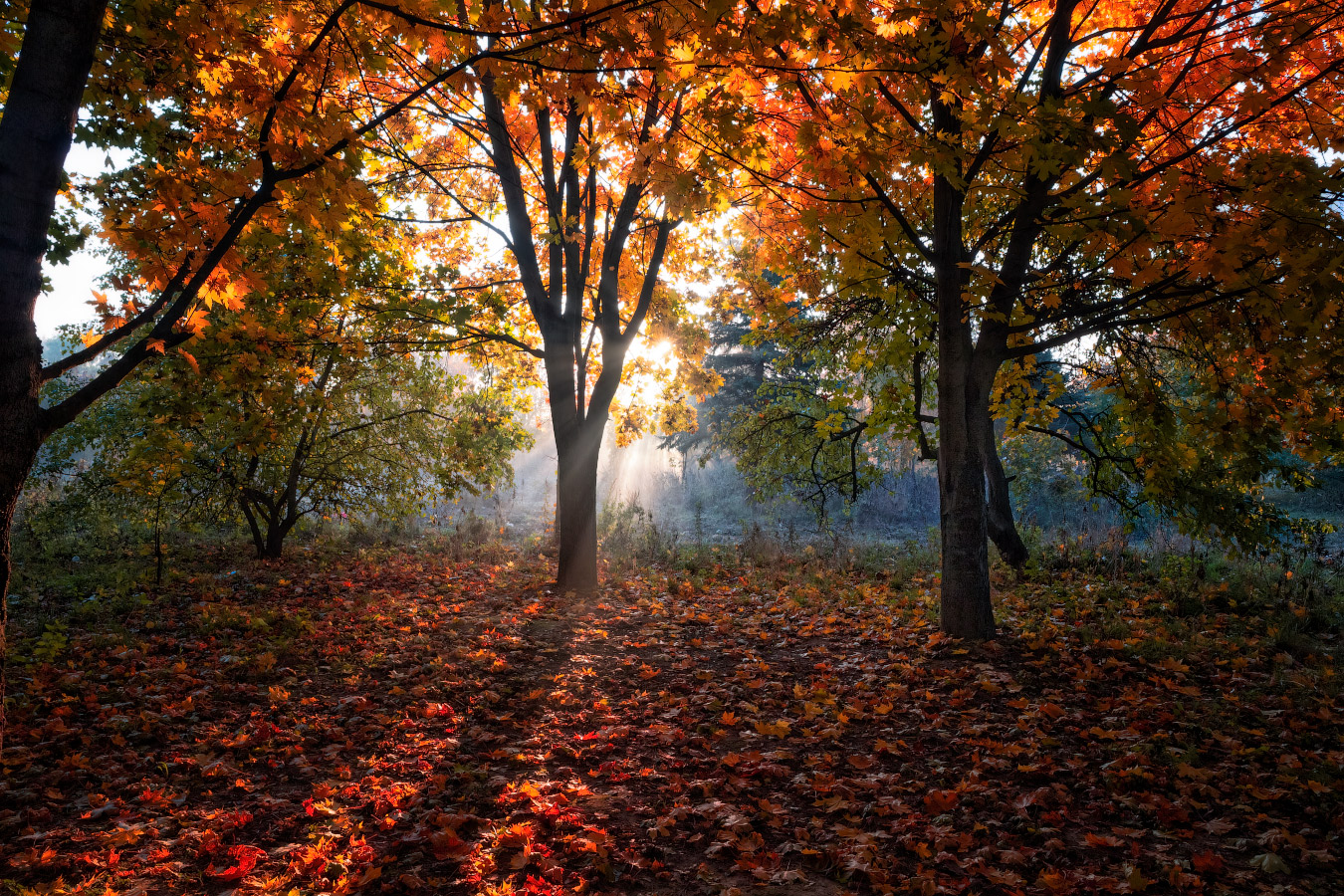 Утро в саду