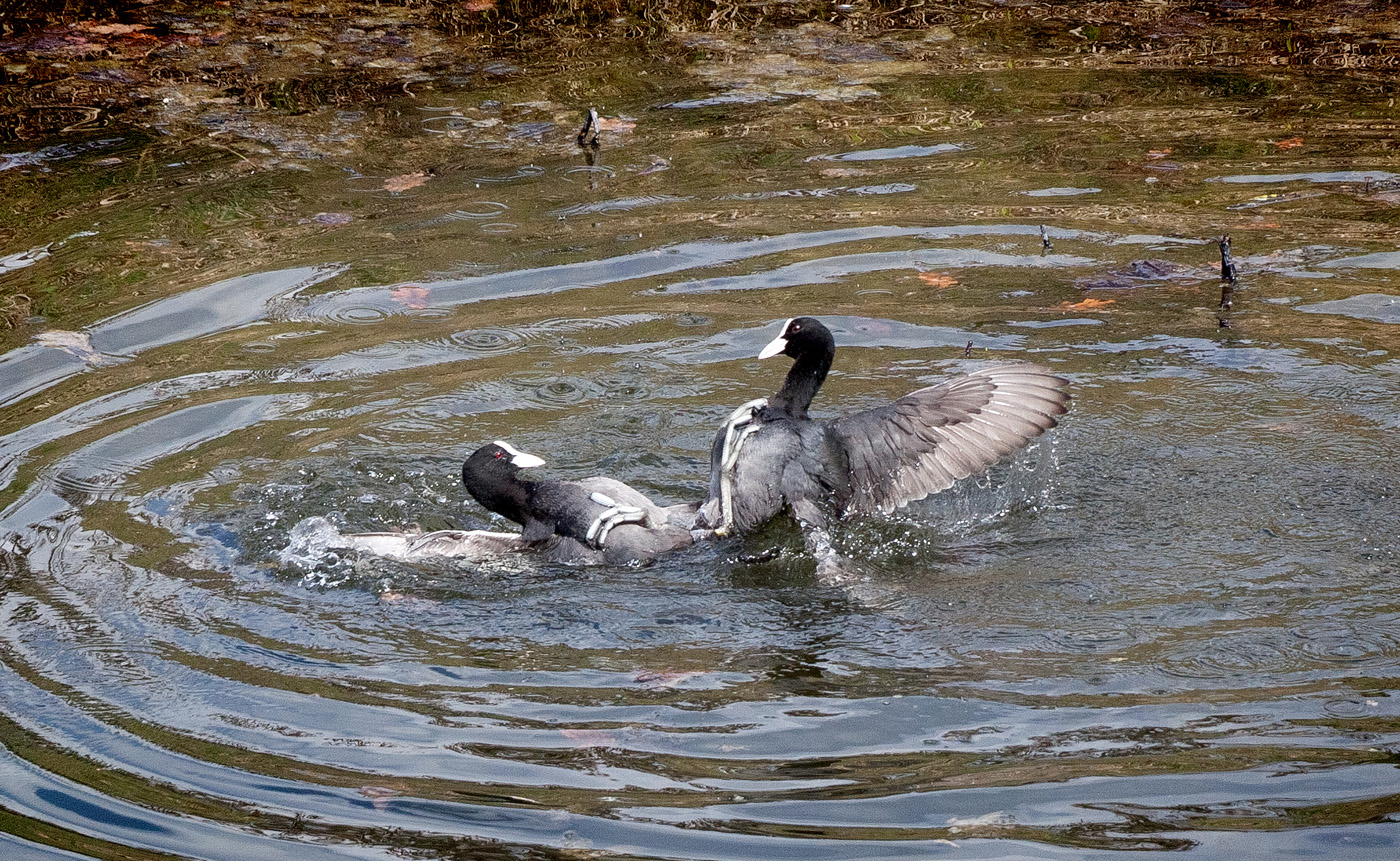 Весенние разборки