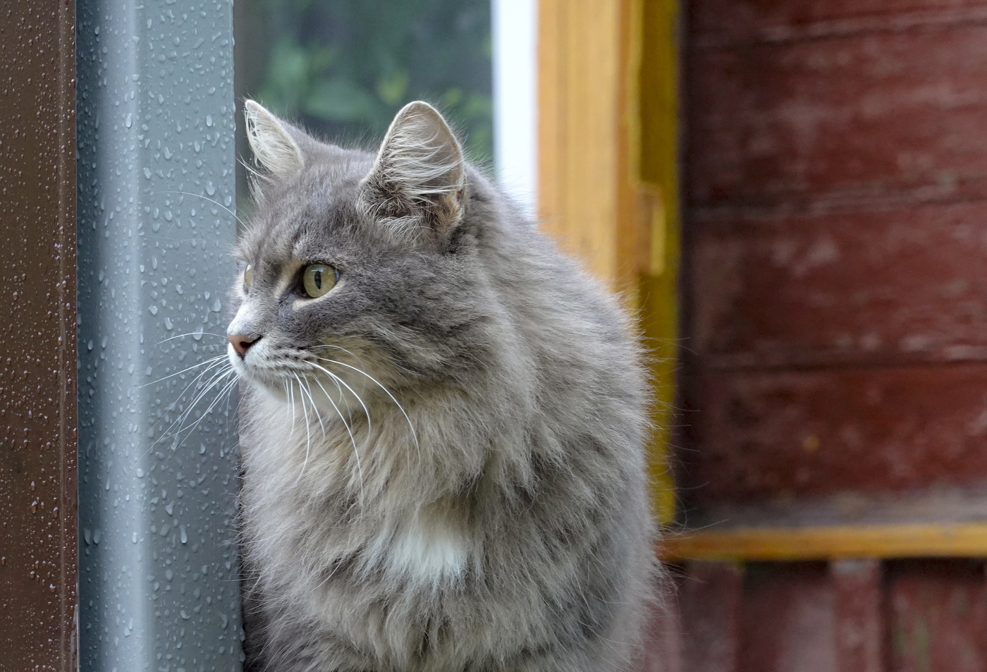 Когда на улице дождь