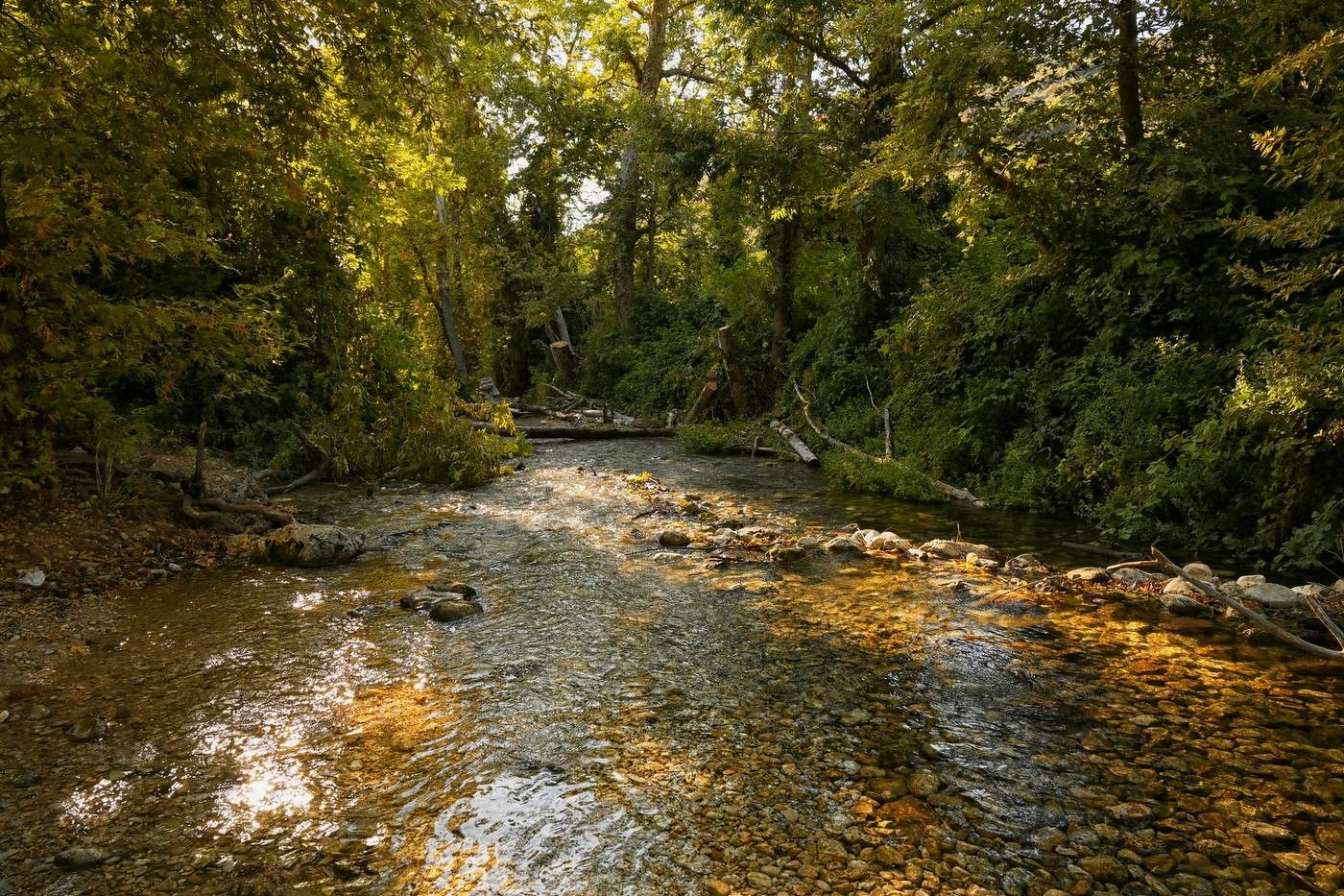 Лесной ручей