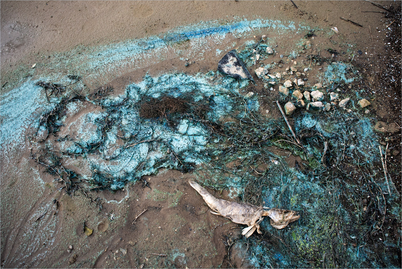 летучая рыба