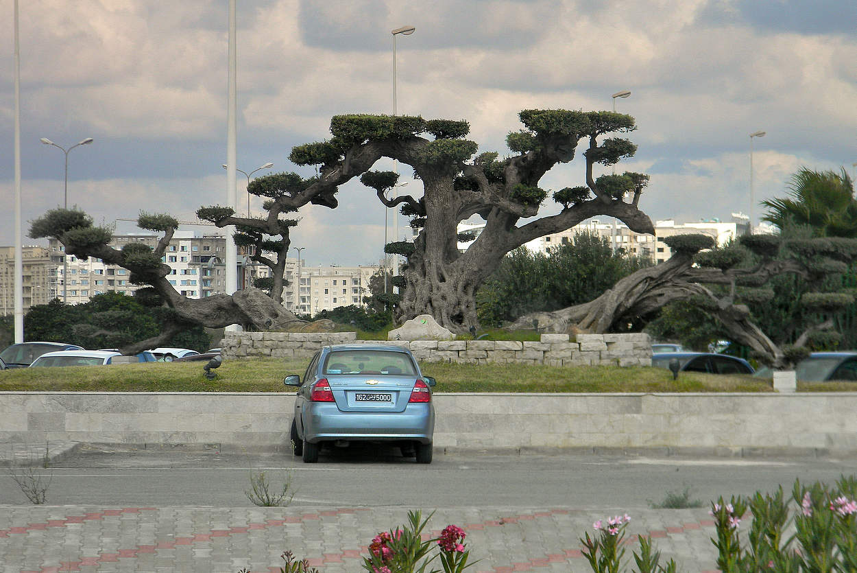Дизайн городских деревьев