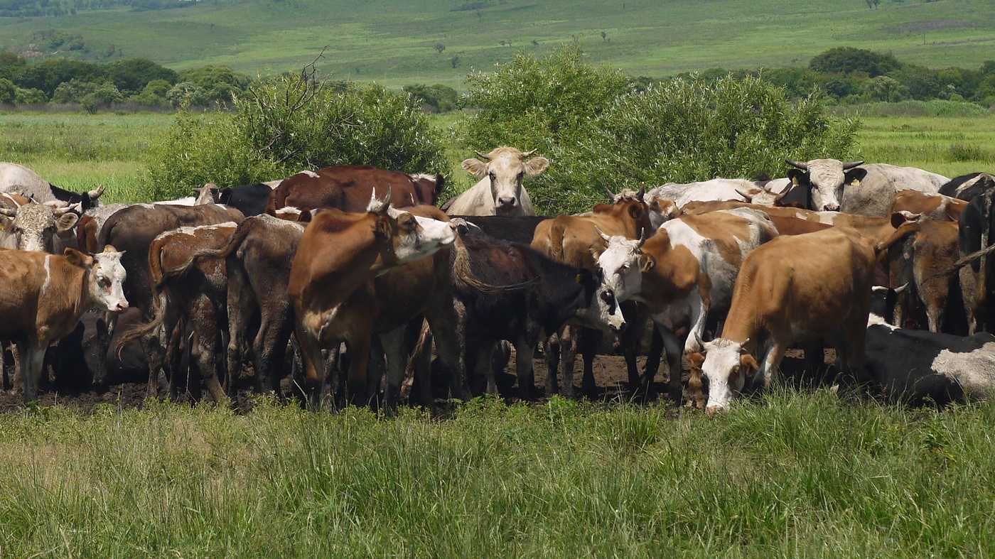 Эй,коровы!Где у вас тут сыр со сметаной?