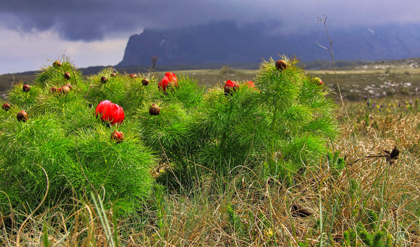 Пион узколистный