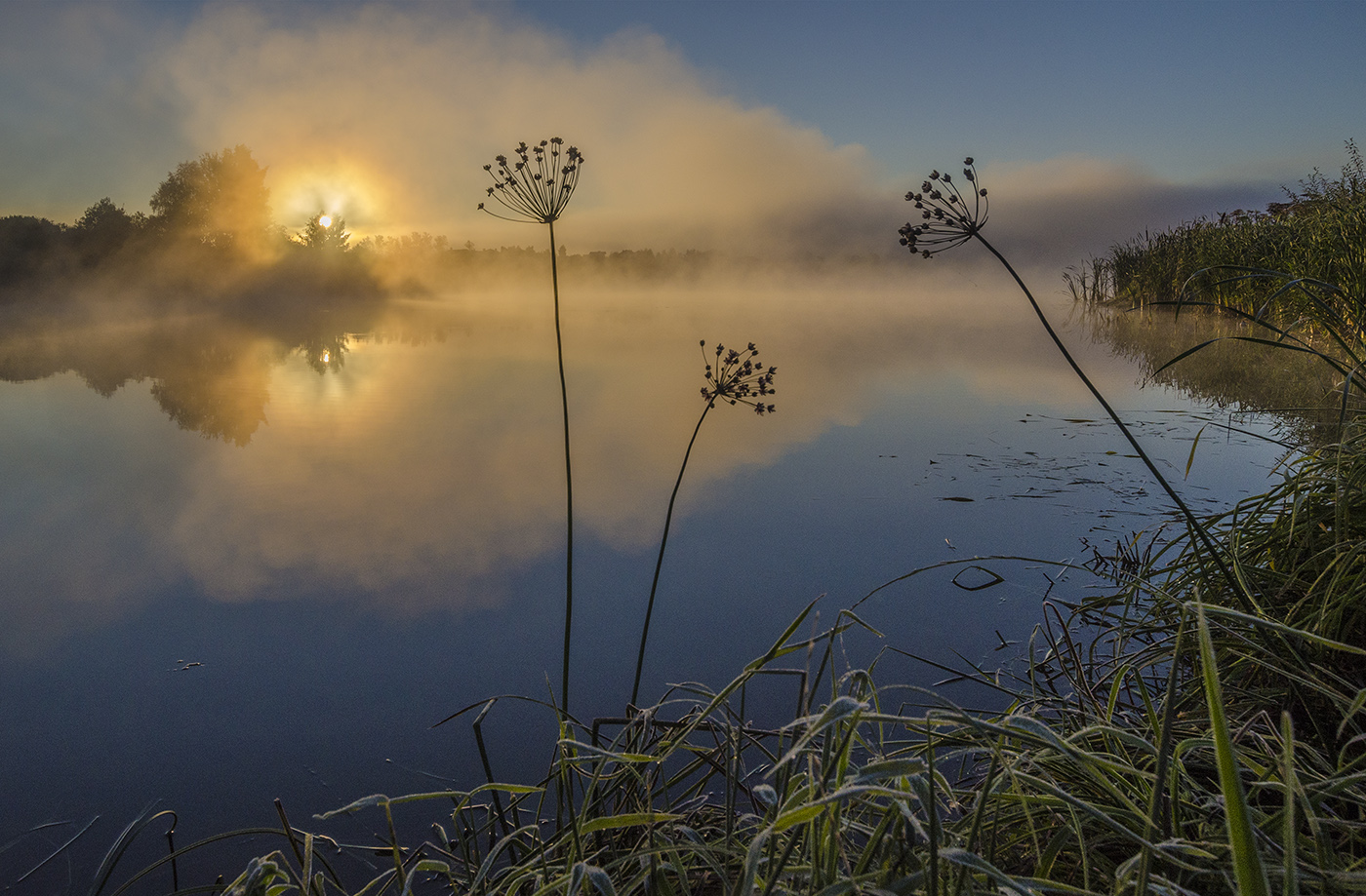 Сусак на рассвете