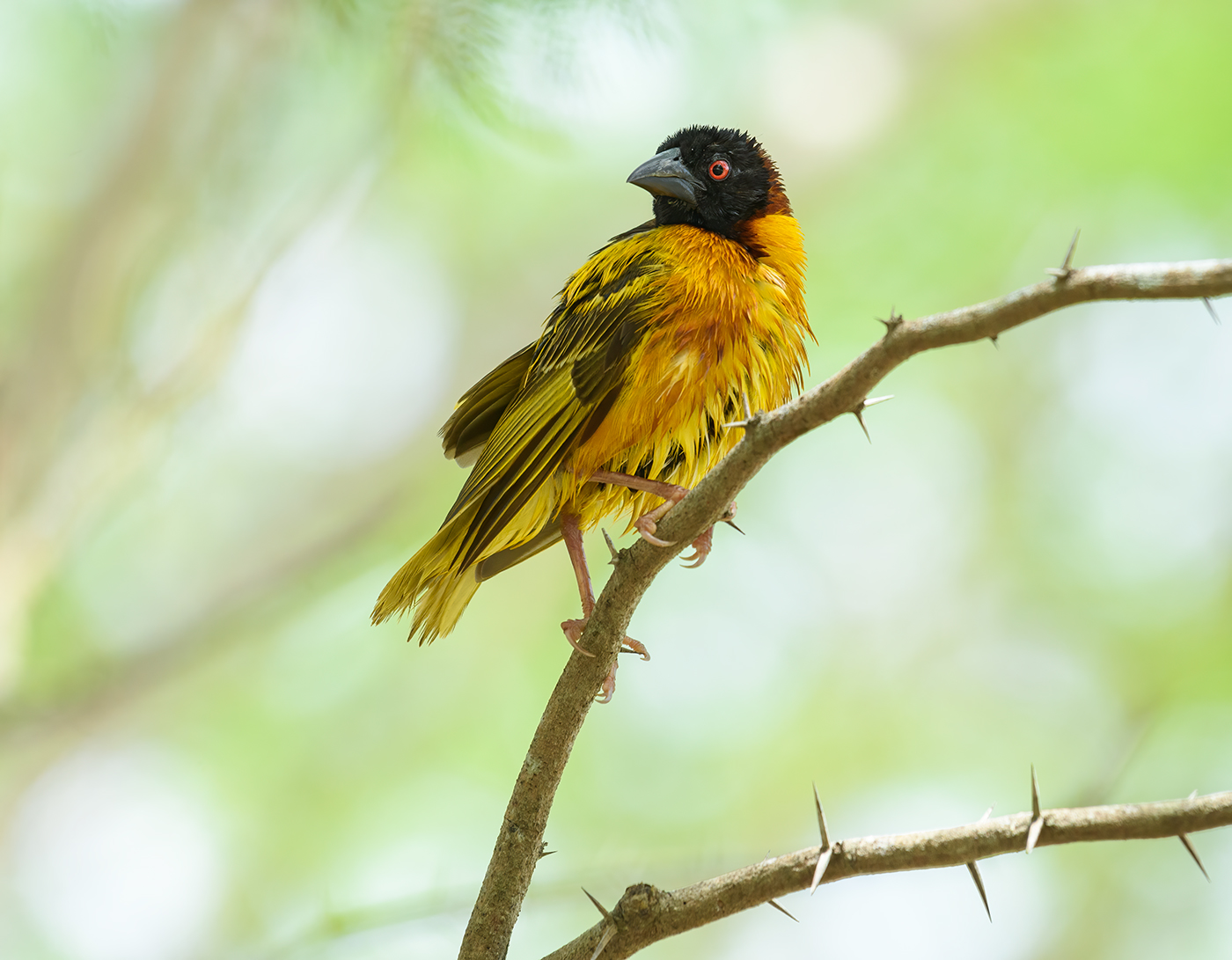 Village weaver (male)