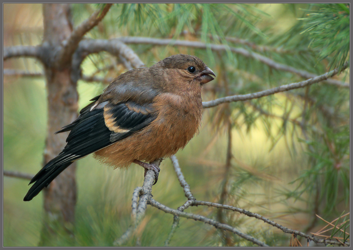 Скоро будет совсем как папа