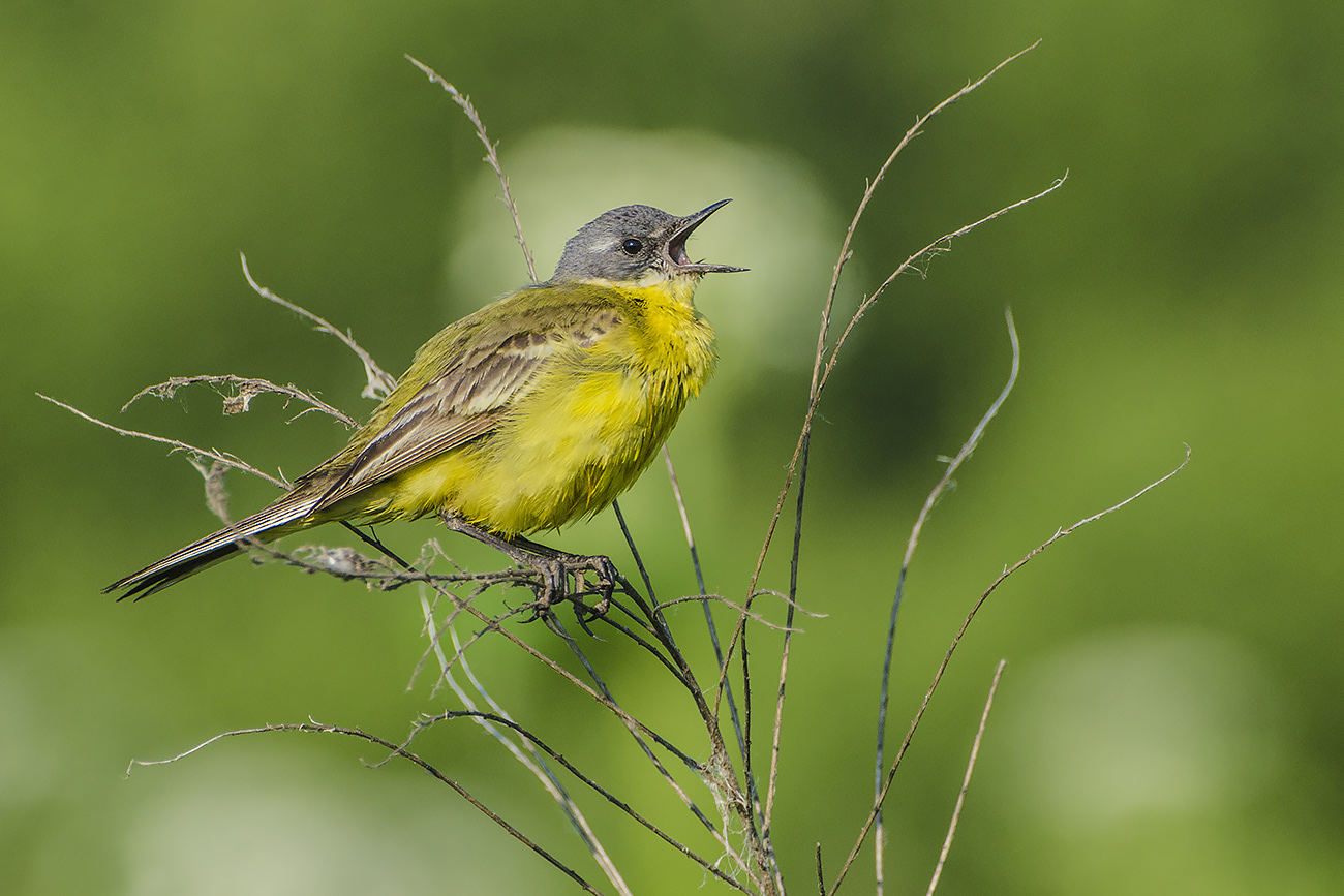 Летняя песня трясогузки