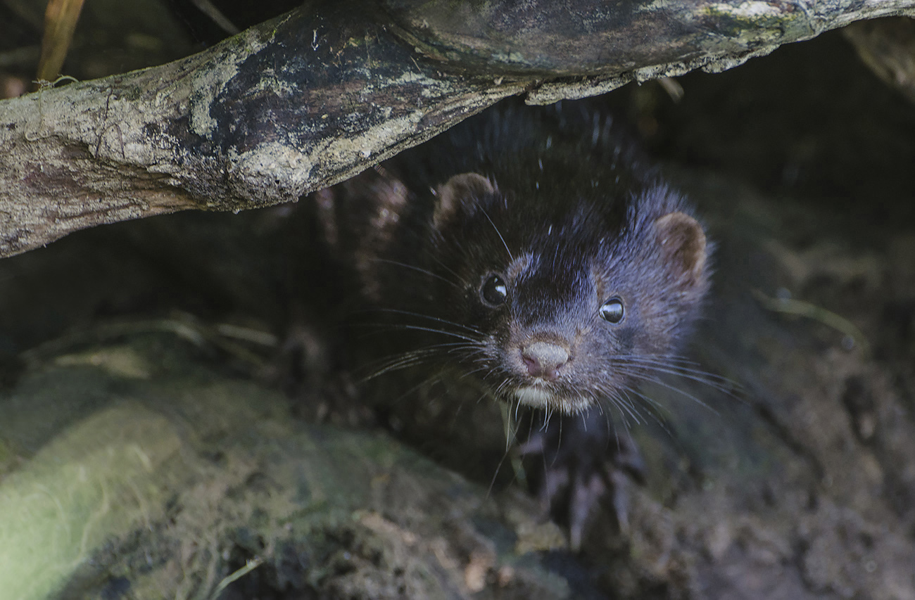 Любопытный норчонок