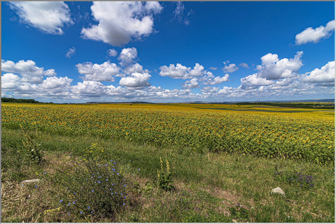 Солнечное поле