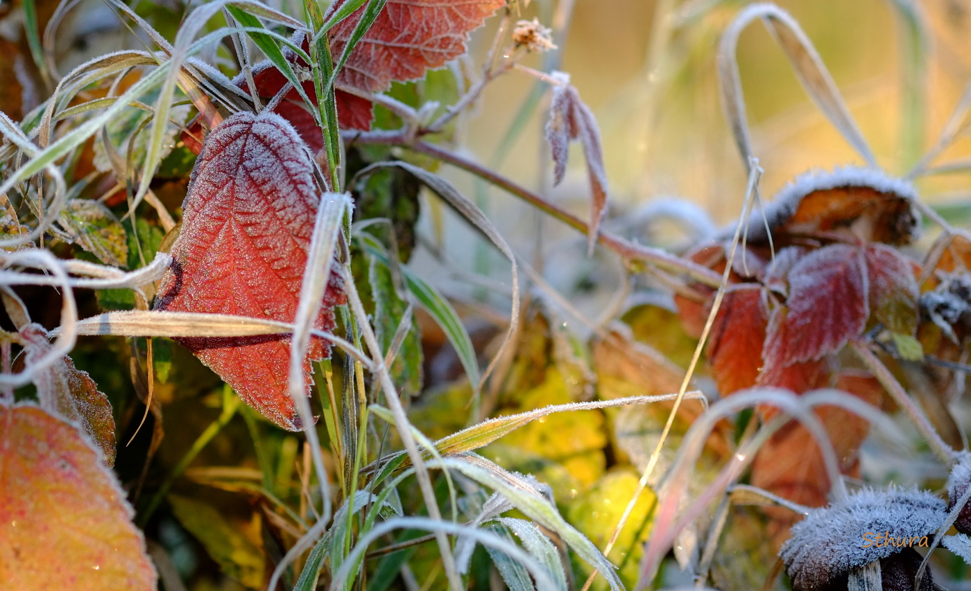 Природа в красках.