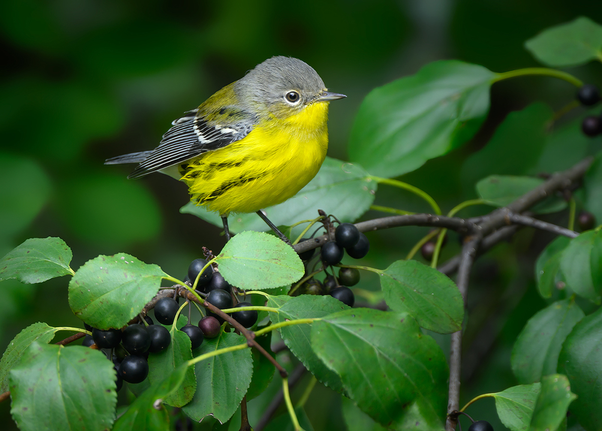 Magnolia warbler (Setophaga magnolia) (female-immature male)
