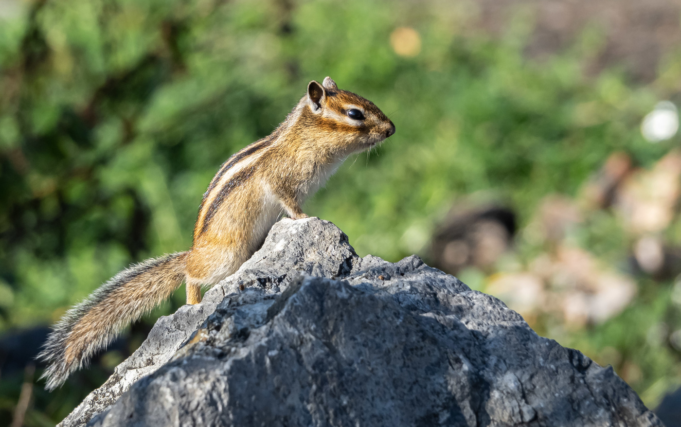 Высоко сижу-далеко гляжу
