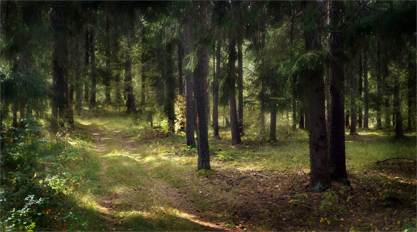 В еловом лесу