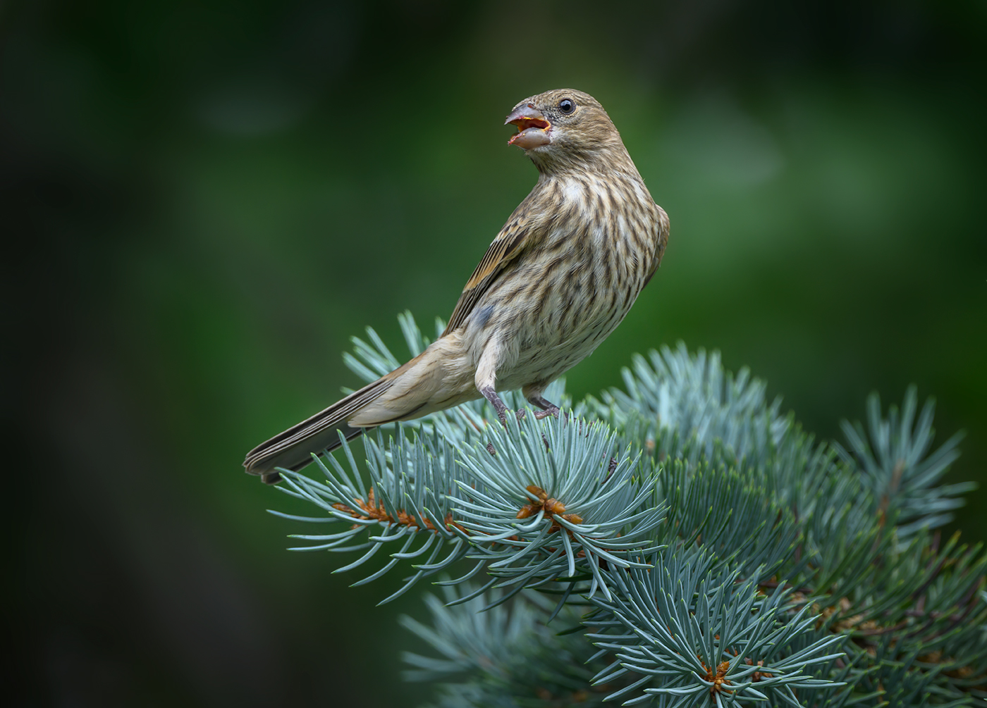 House Finch (female/immature)