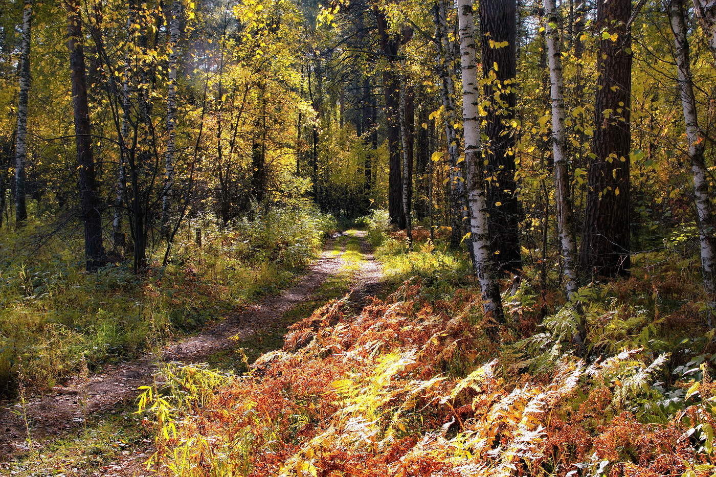 *Осенний лес.**