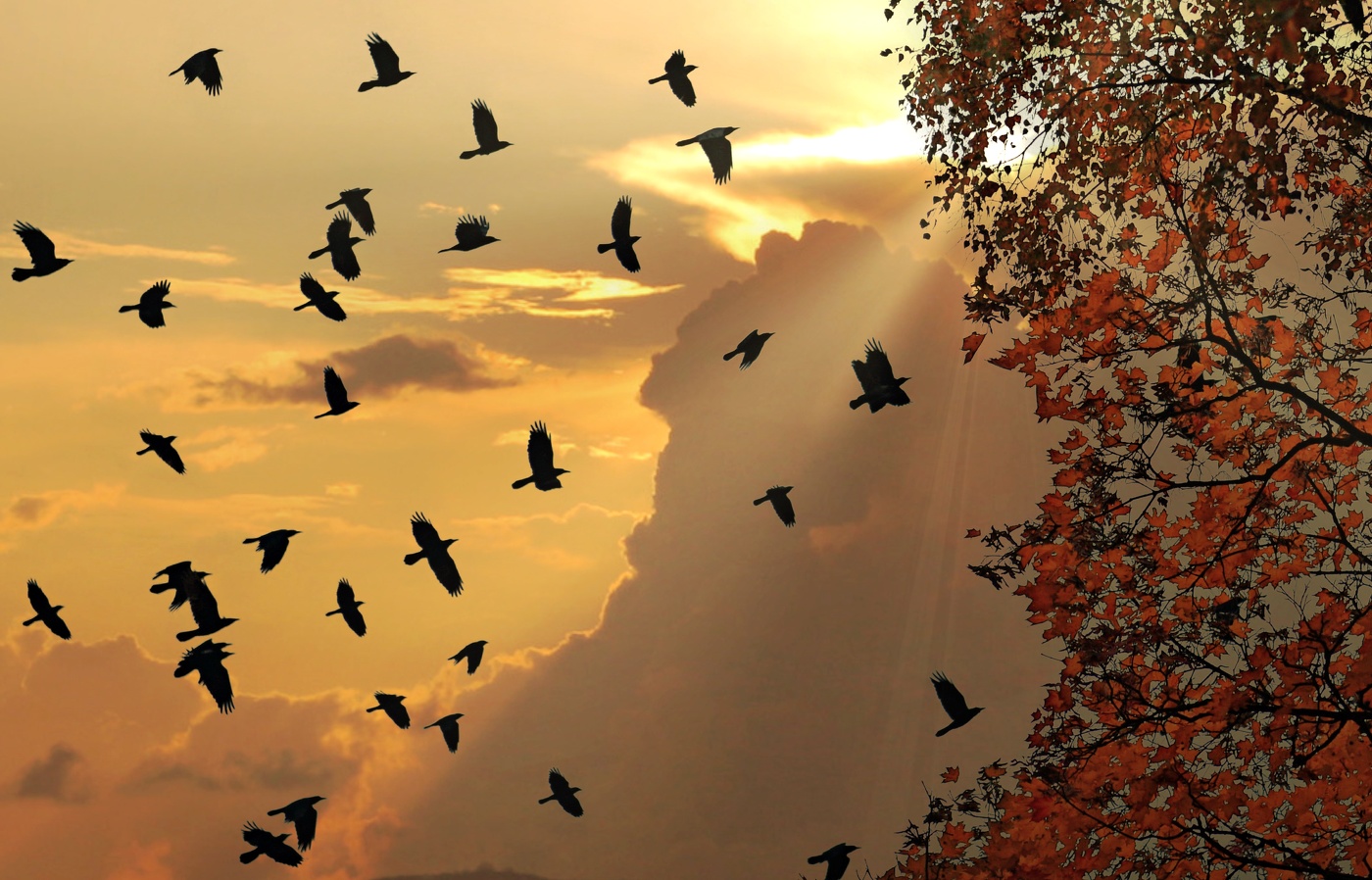 Позолоченный сезон.