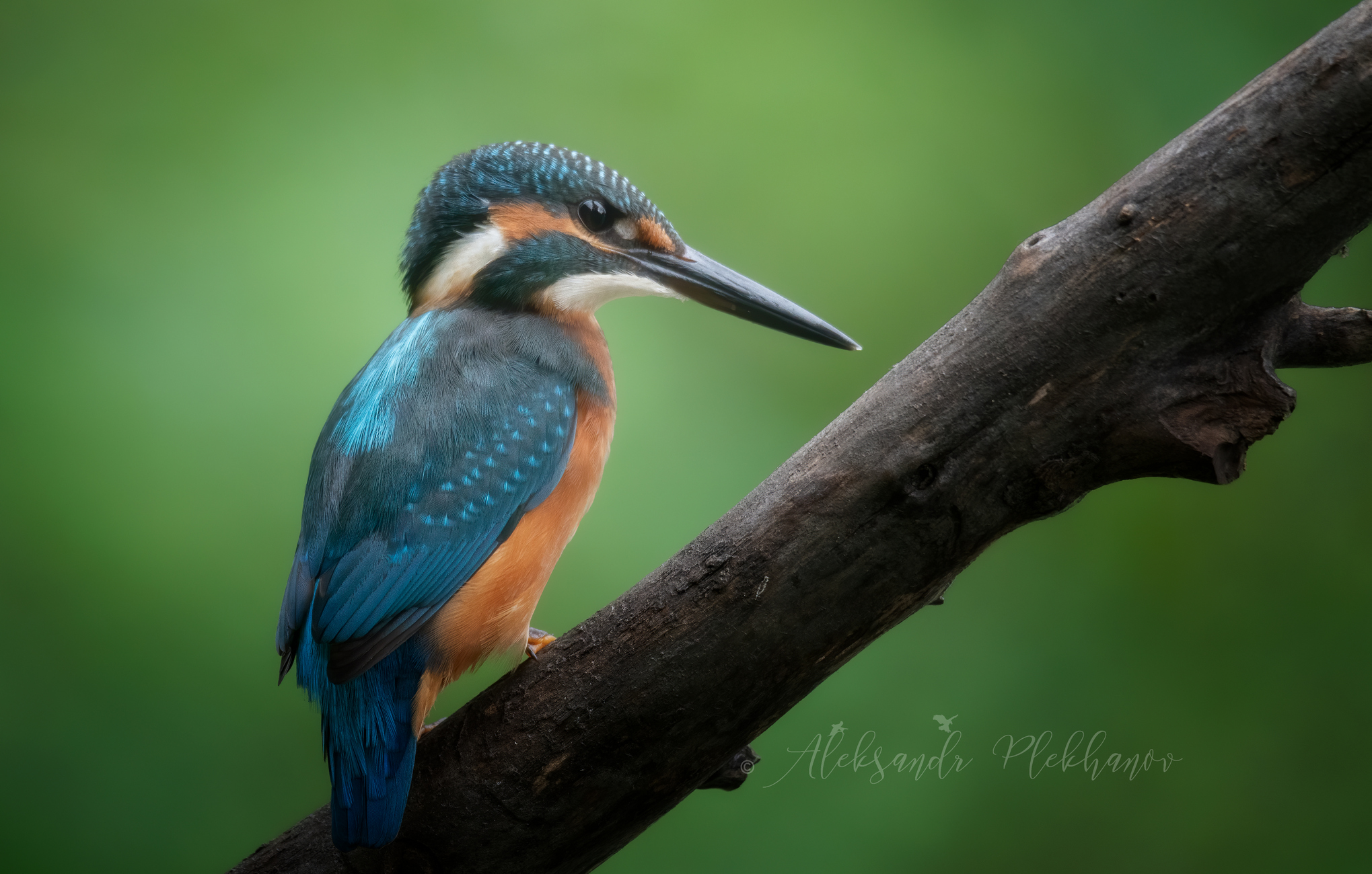 Охота на зимородка