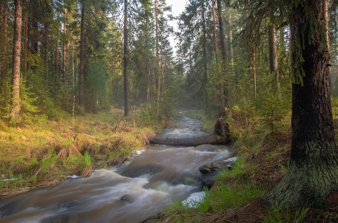 Вечерний лес