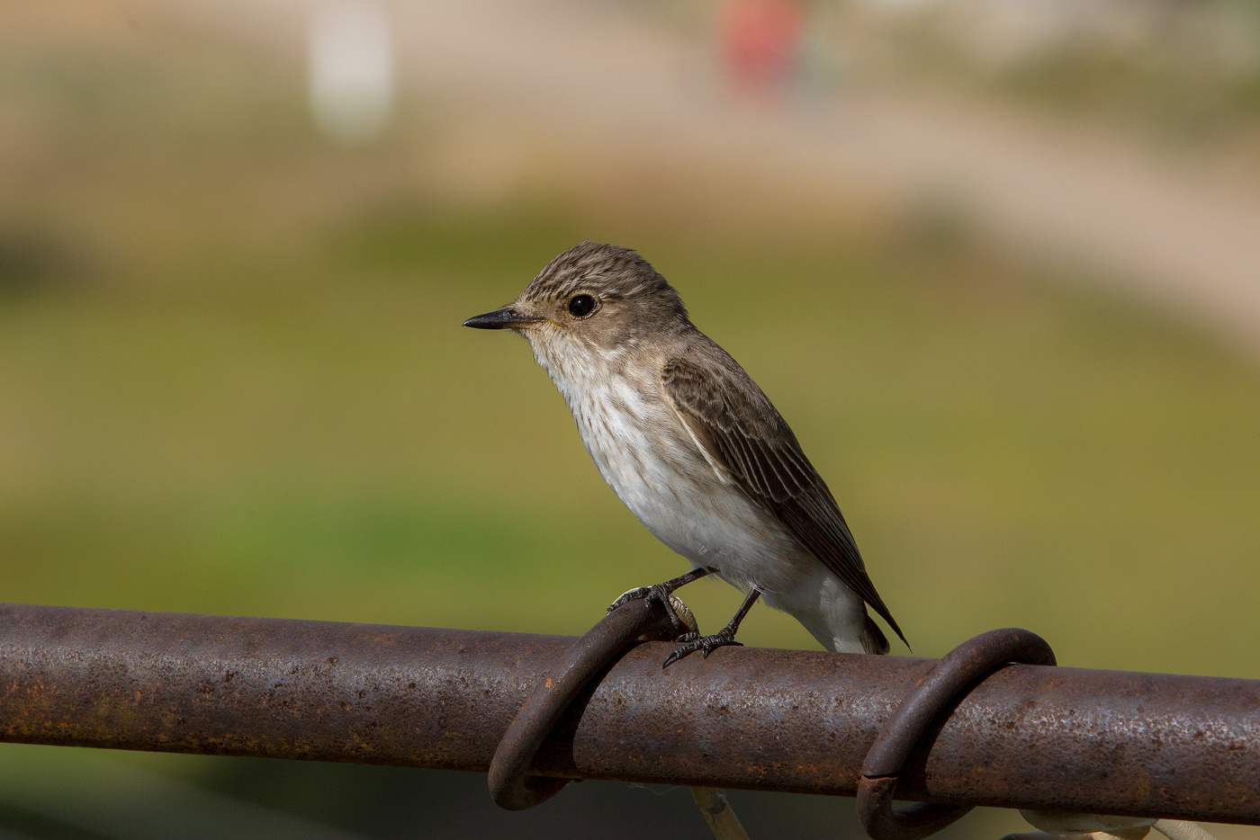 Мухоловка серая